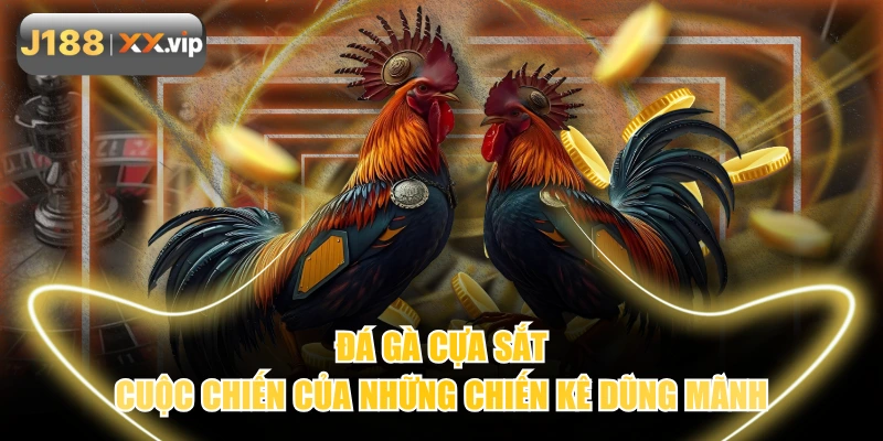 Đá Gà Cựa Sắt - Cuộc Chiến Của Những Chiến Kê Dũng Mãnh