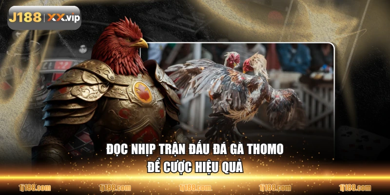 Đọc nhịp trận đấu đá gà Thomo để cược hiệu quả