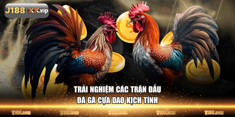 Trải nghiệm các trận đấu đá gà cựa dao kịch tính